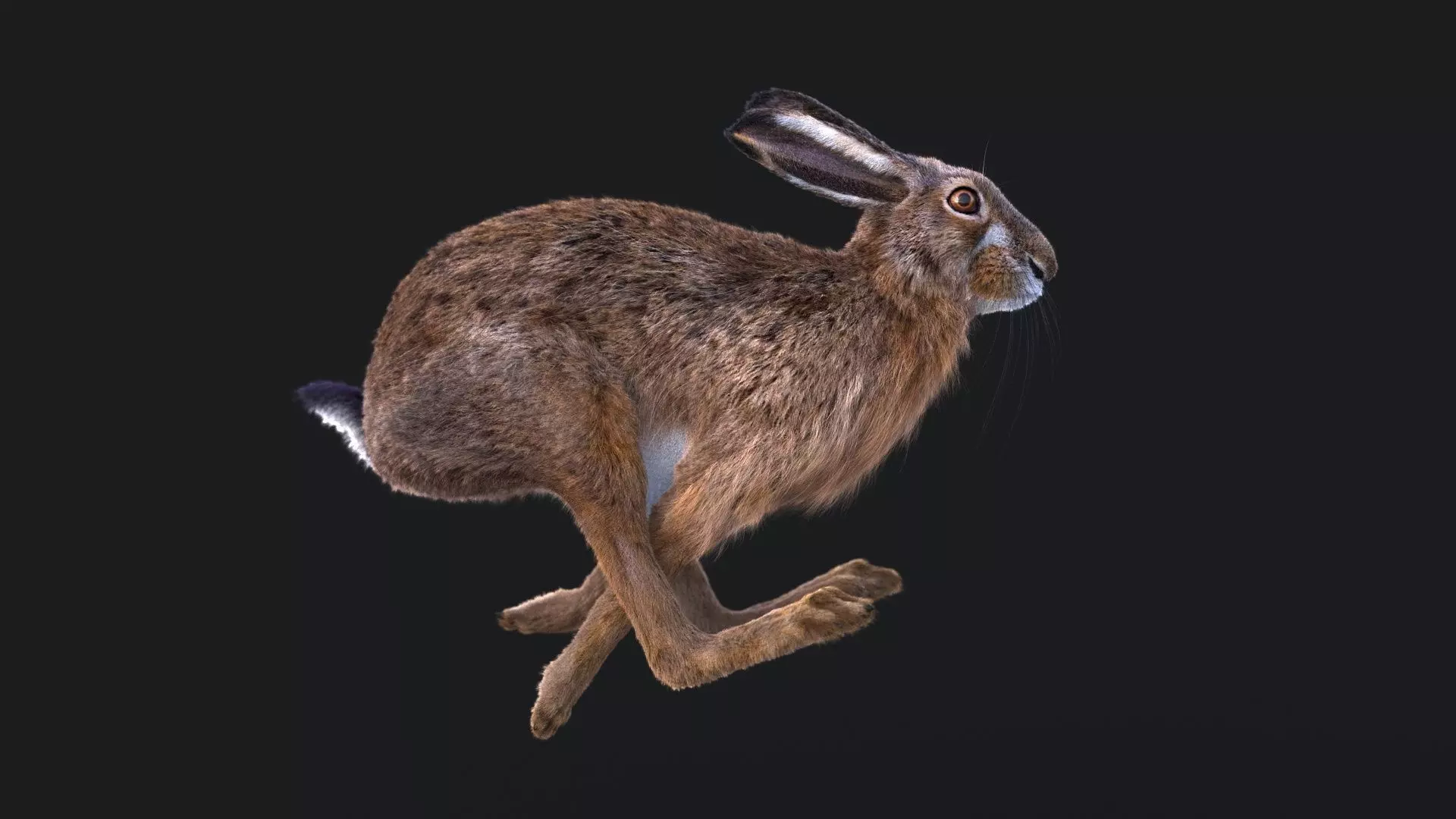 Hare RIG XGEN CORE 3D model
