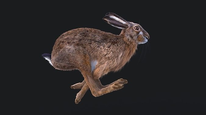 Hare RIG XGEN CORE 3D model