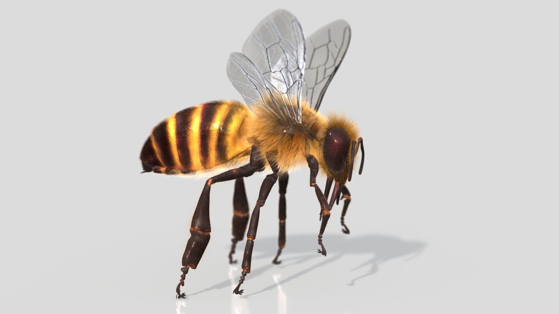 HONEYBEE XGEN CORE ANIMATED 3D model_4