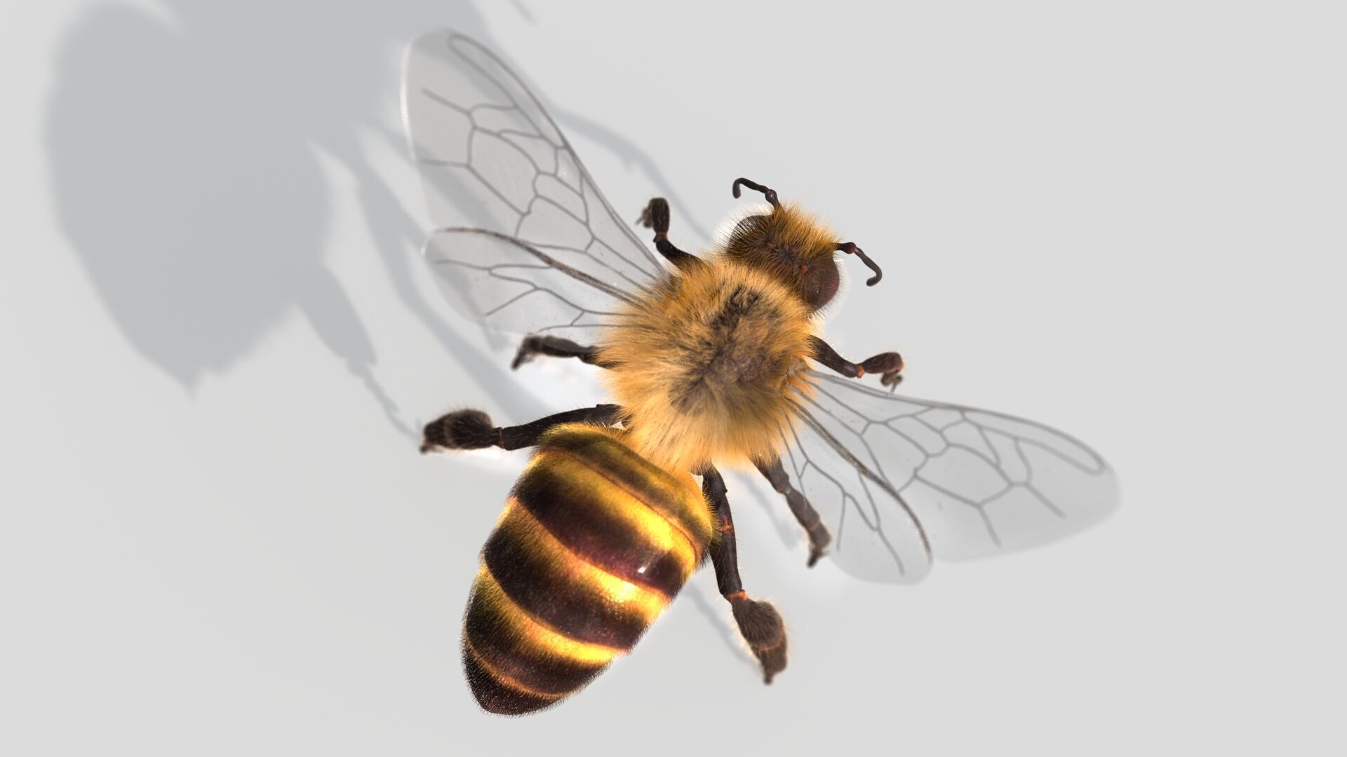 HONEYBEE XGEN CORE ANIMATED 3D model_3