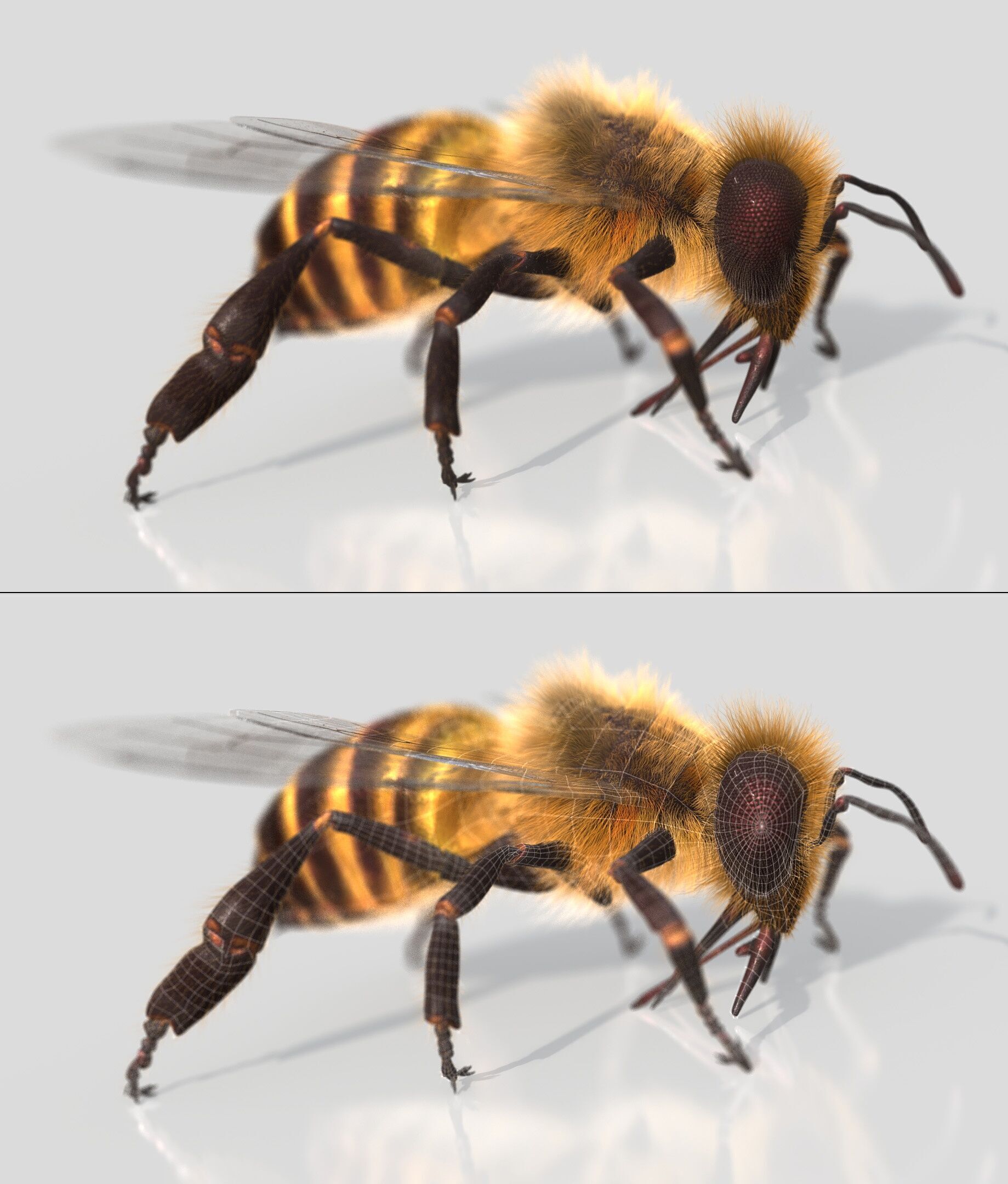 HONEYBEE XGEN CORE ANIMATED 3D model_1