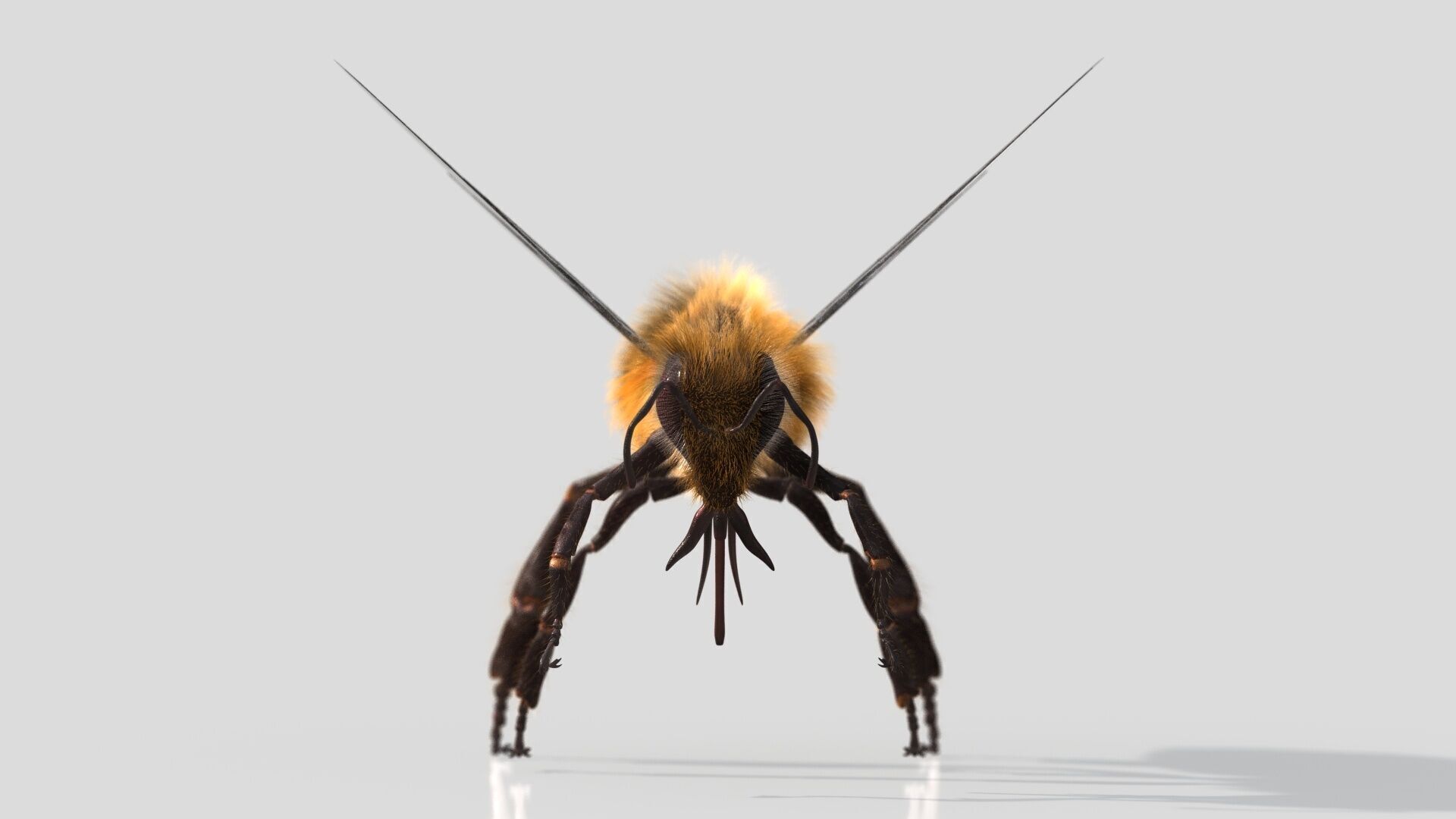 HONEYBEE XGEN CORE ANIMATED 3D model_5