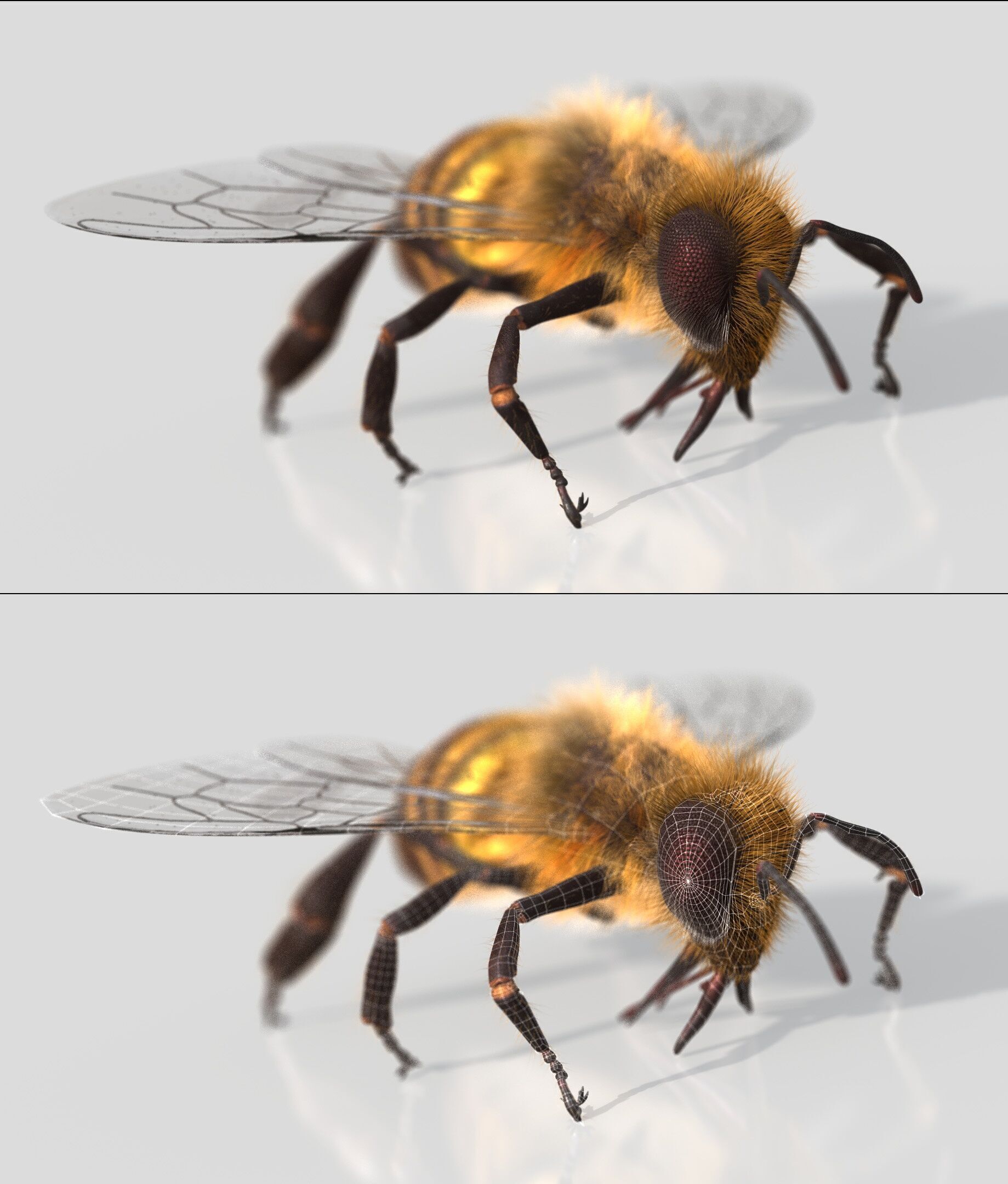 HONEYBEE XGEN CORE ANIMATED 3D model_2