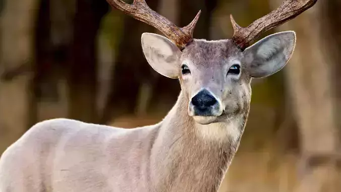 Deer 2025  ANIMATED  XGEN-CORE 