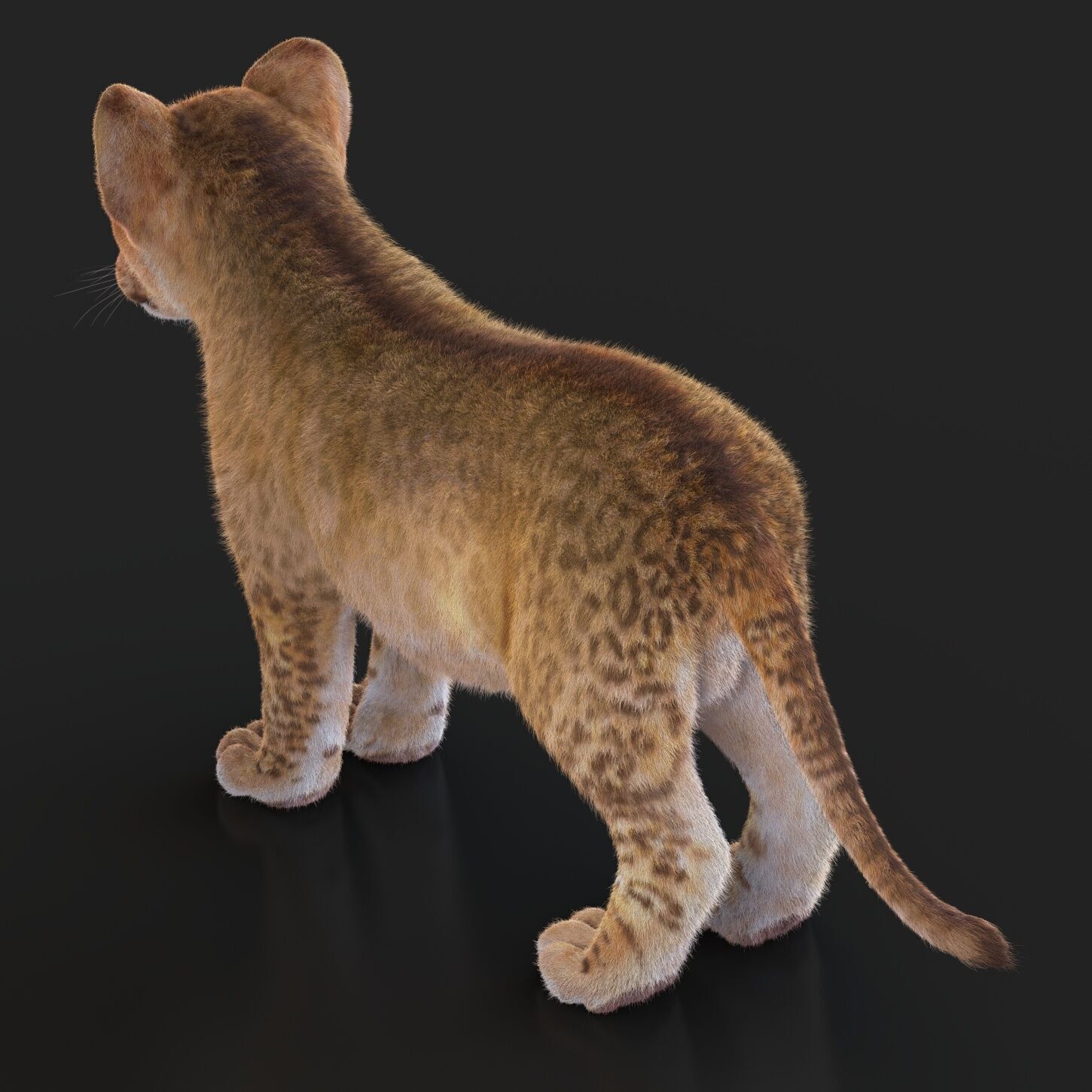 Lion Cub RIG XGEN CORE 3D model_4