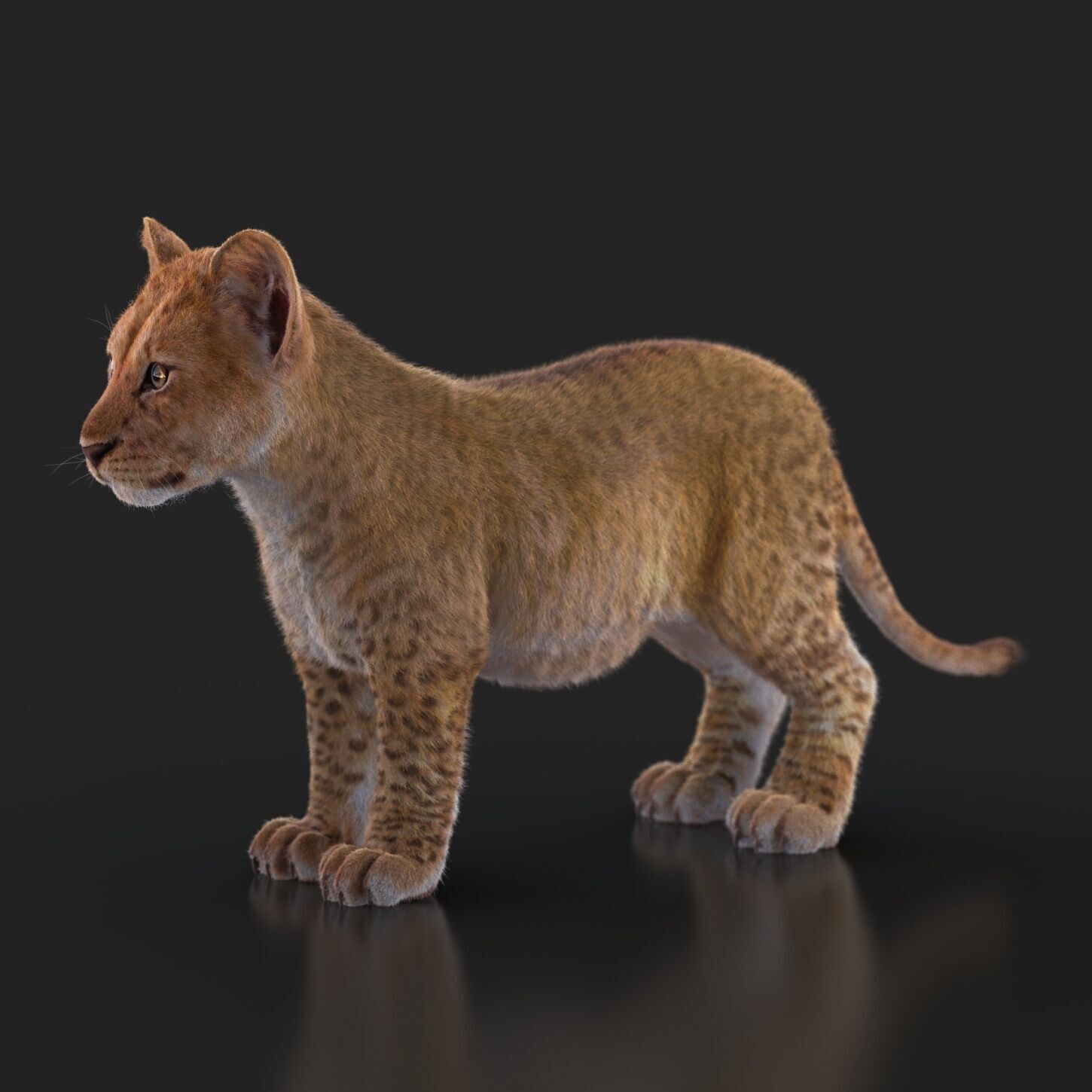 Lion Cub RIG XGEN CORE 3D model_1