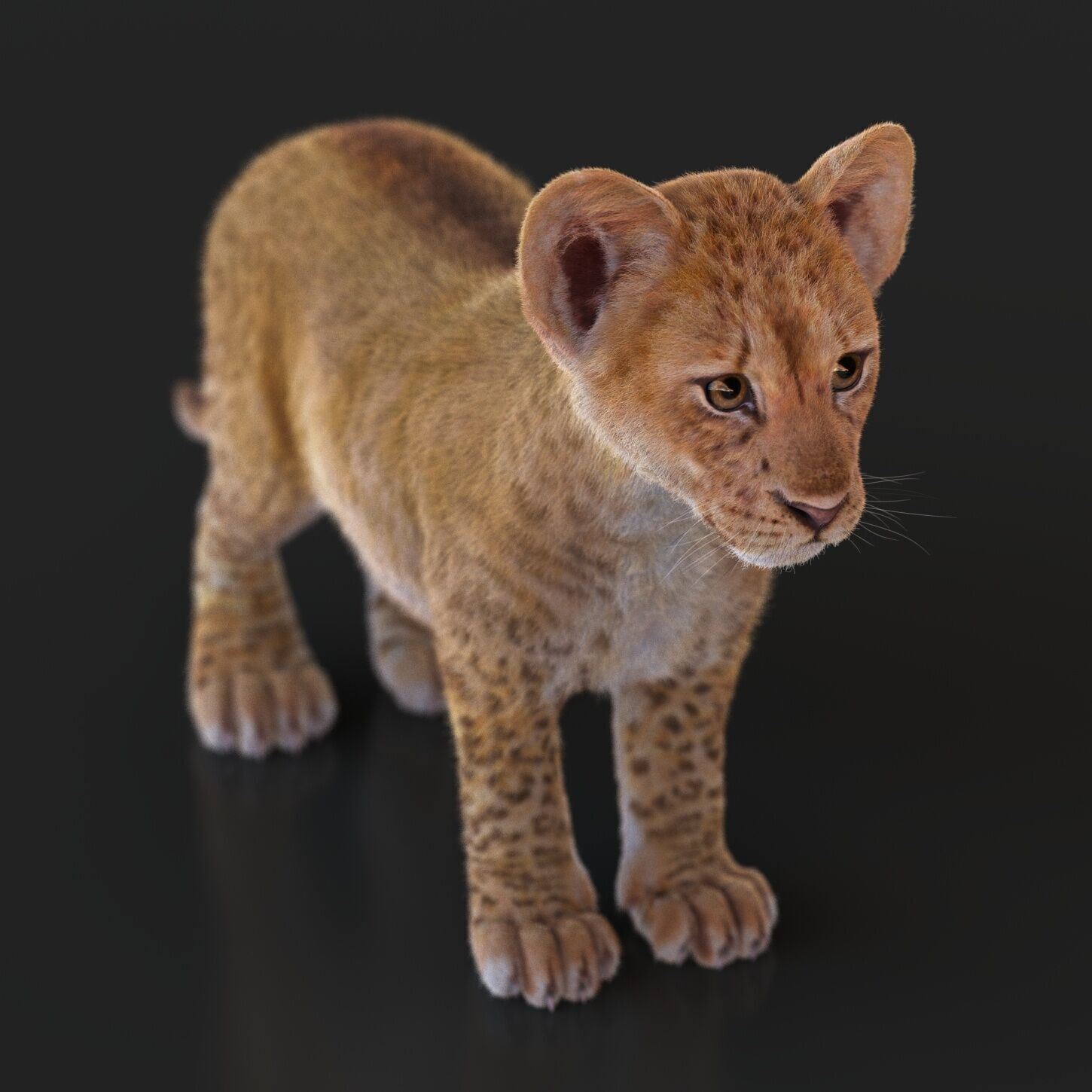 Lion Cub RIG XGEN CORE 3D model_3