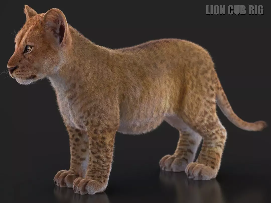 Lion Cub RIG XGEN CORE 3D model_0
