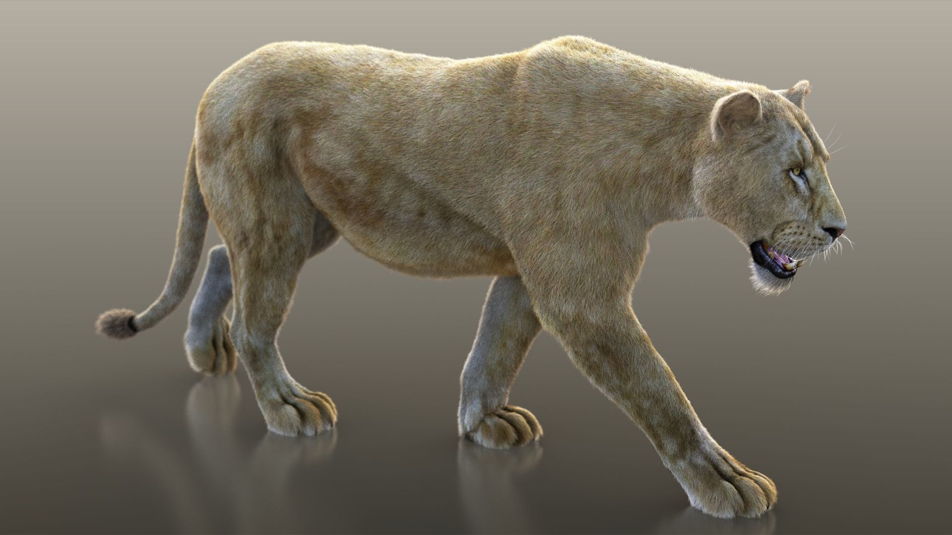 Lioness RIG XGEN CORE 3D model_10