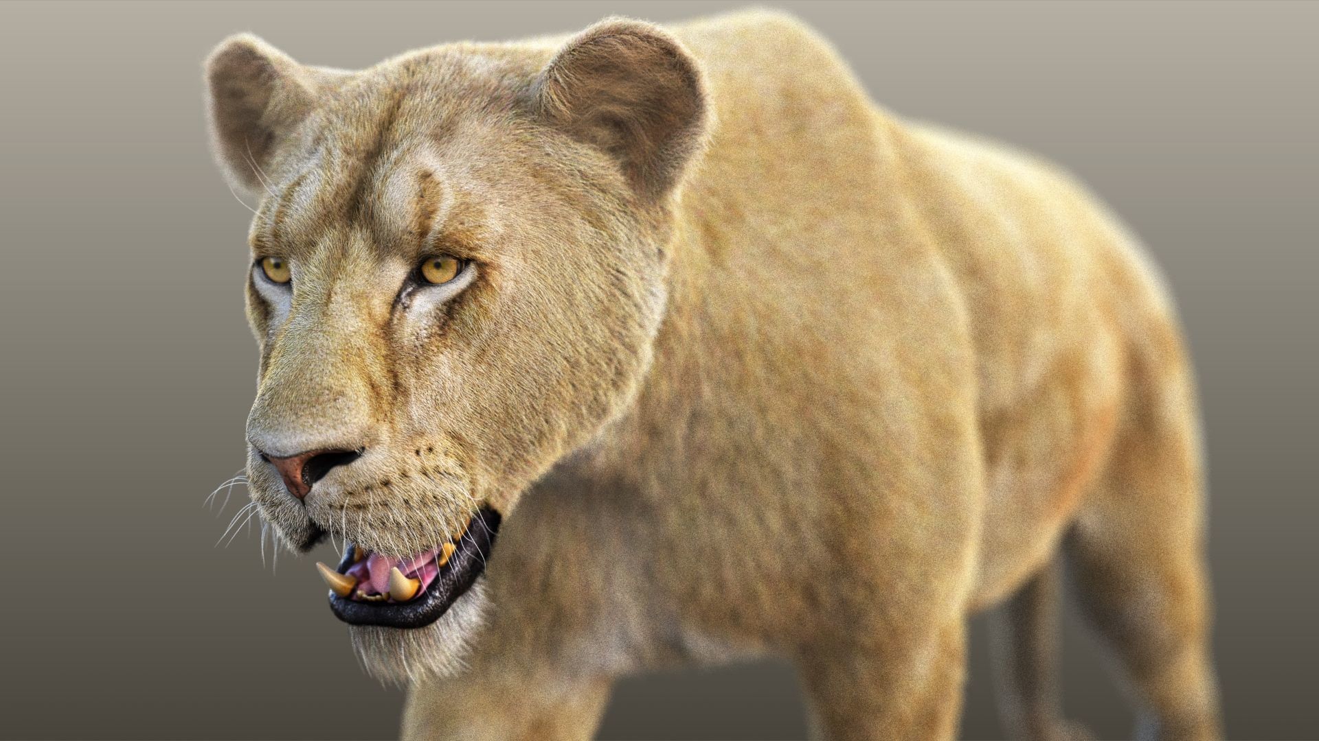Lioness RIG XGEN CORE 3D model_8