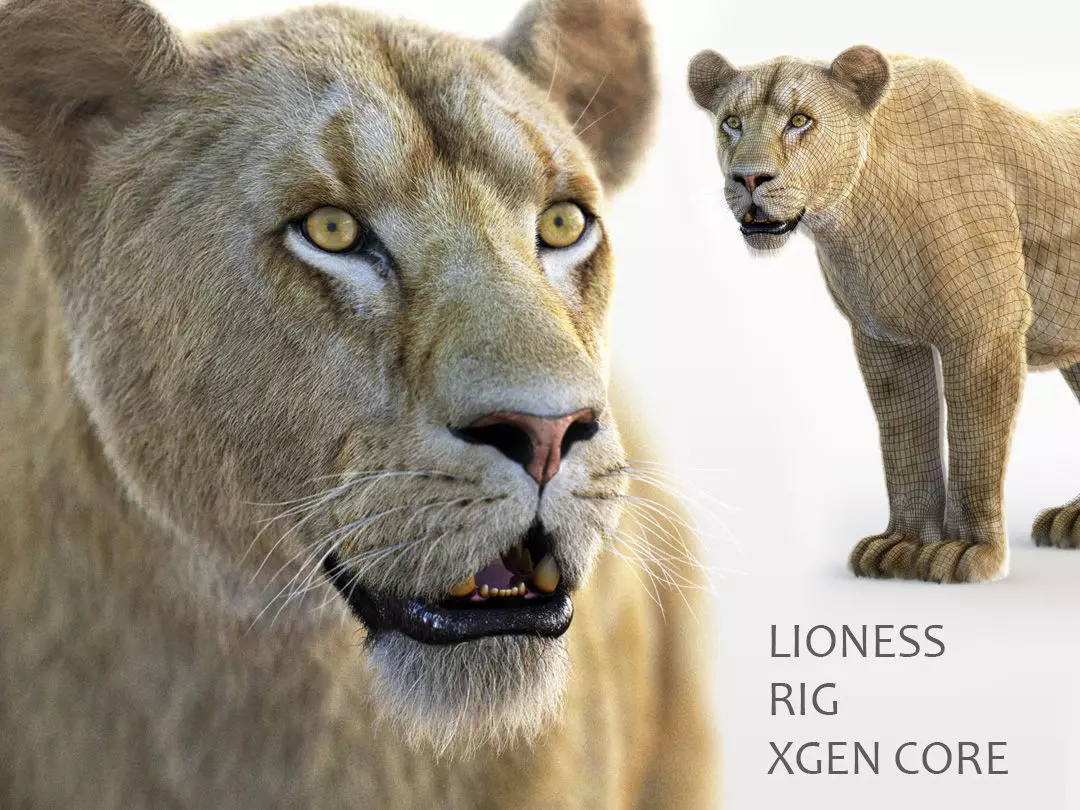 Lioness RIG XGEN CORE 3D model_0
