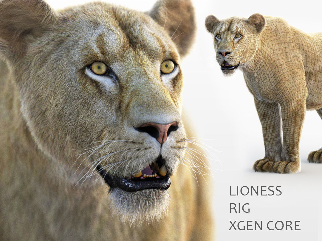 Lioness RIG XGEN CORE 3D model_1