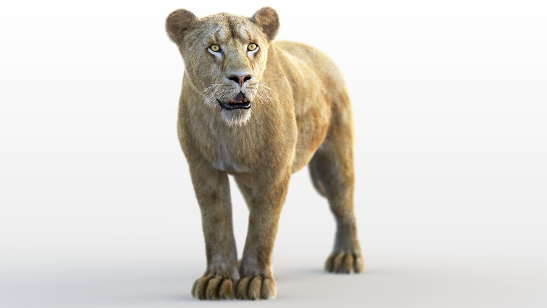 Lioness RIG XGEN CORE 3D model_4