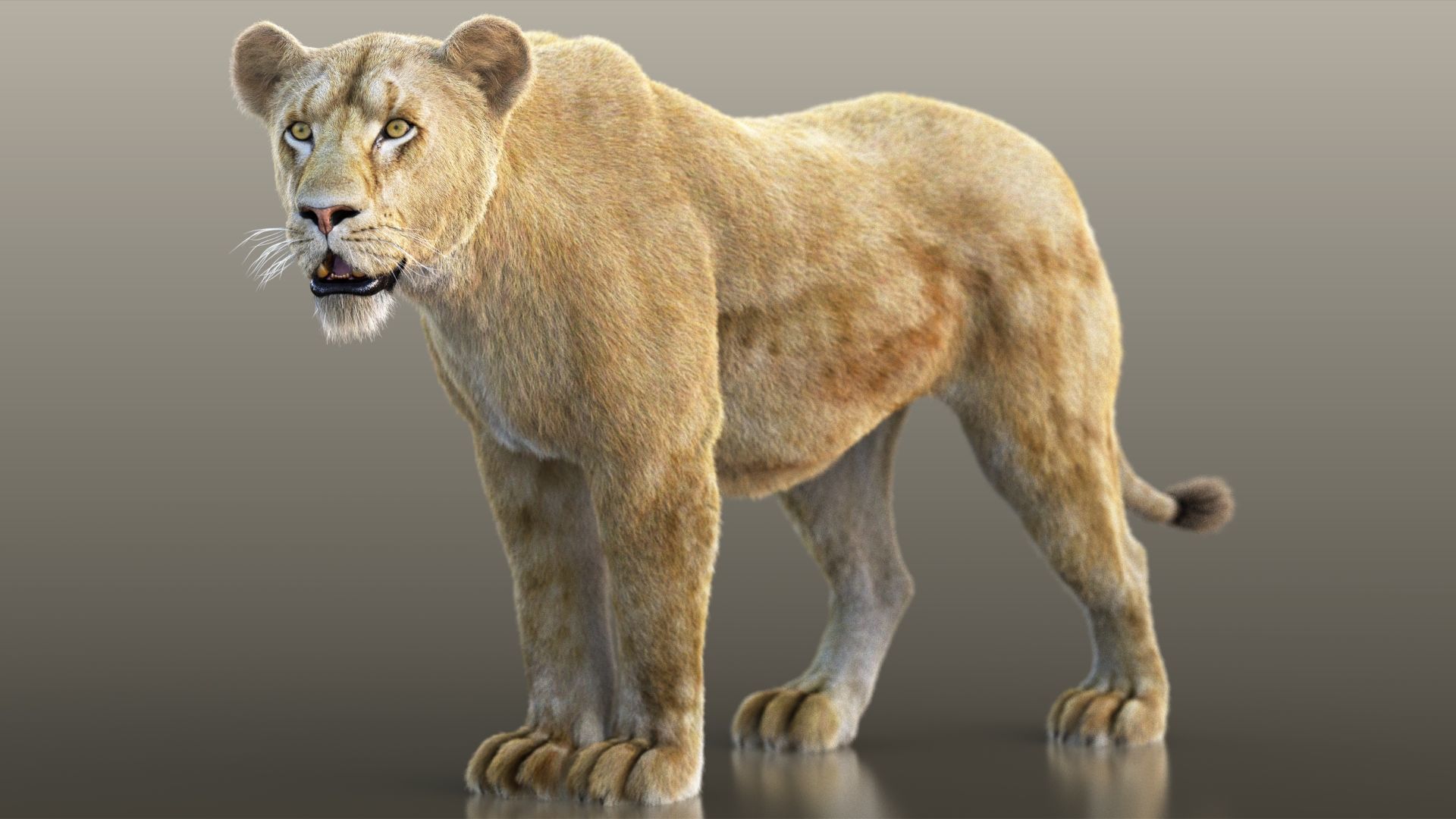 Lioness RIG XGEN CORE 3D model_2