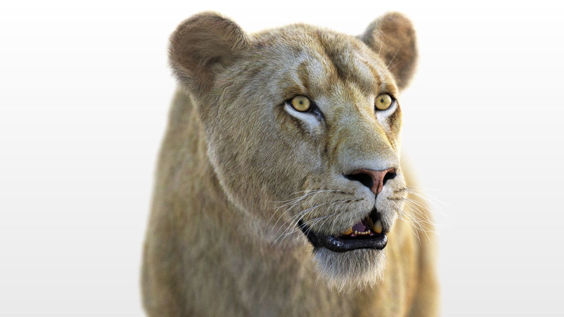 Lioness RIG XGEN CORE 3D model_3