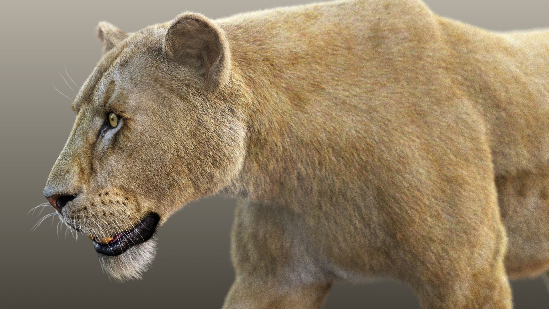Lioness RIG XGEN CORE 3D model_6