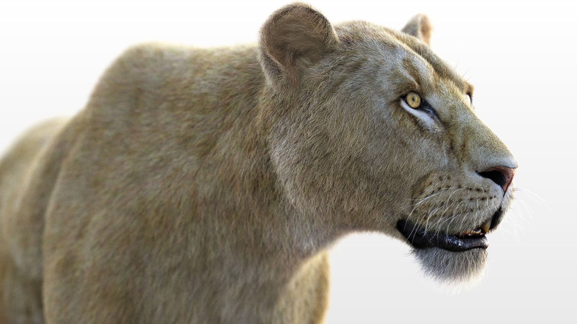 Lioness RIG XGEN CORE 3D model_11