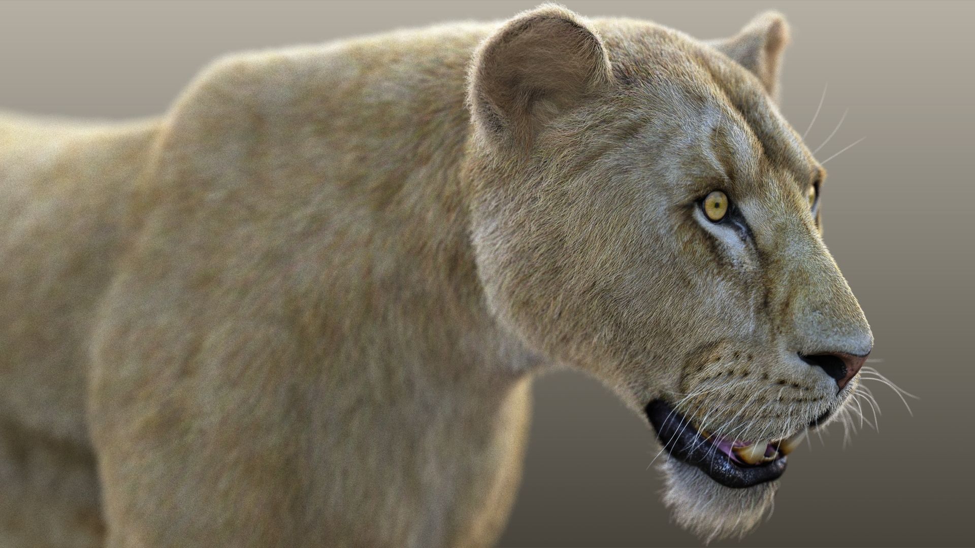 Lioness RIG XGEN CORE 3D model_12
