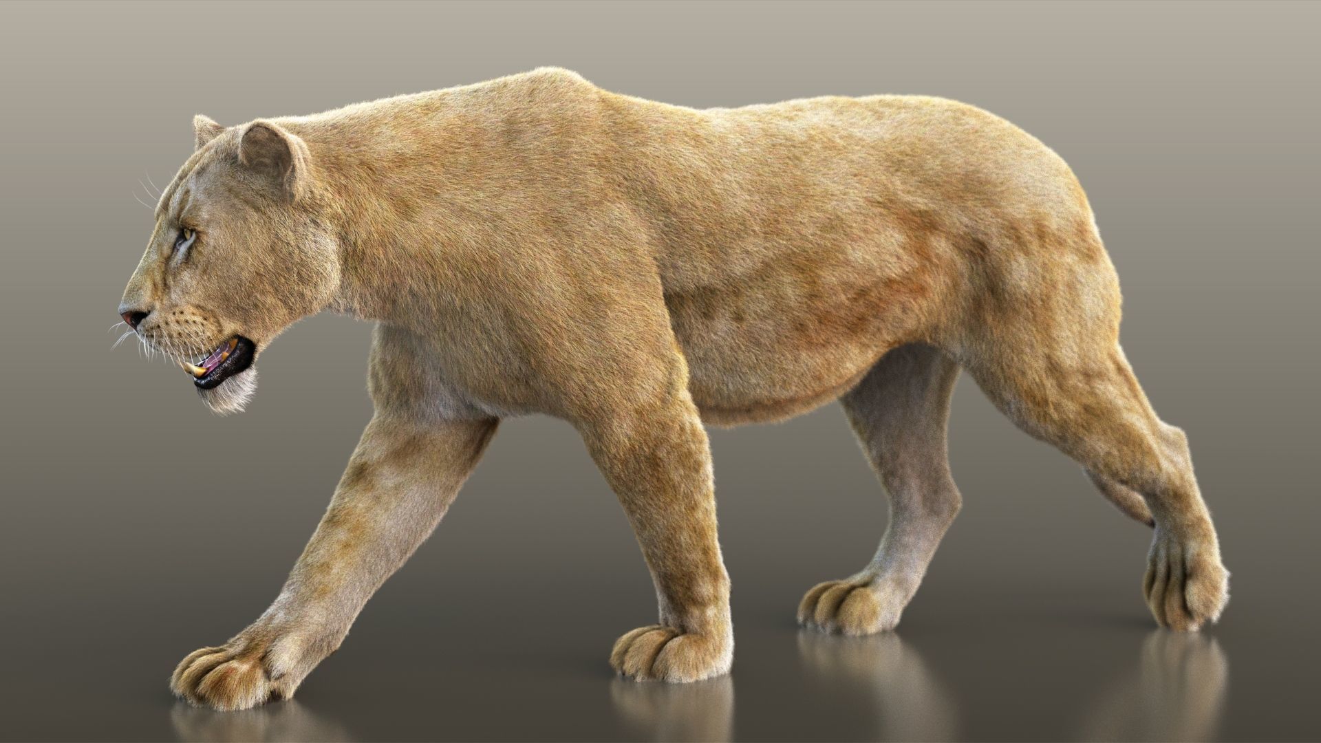 Lioness RIG XGEN CORE 3D model_9