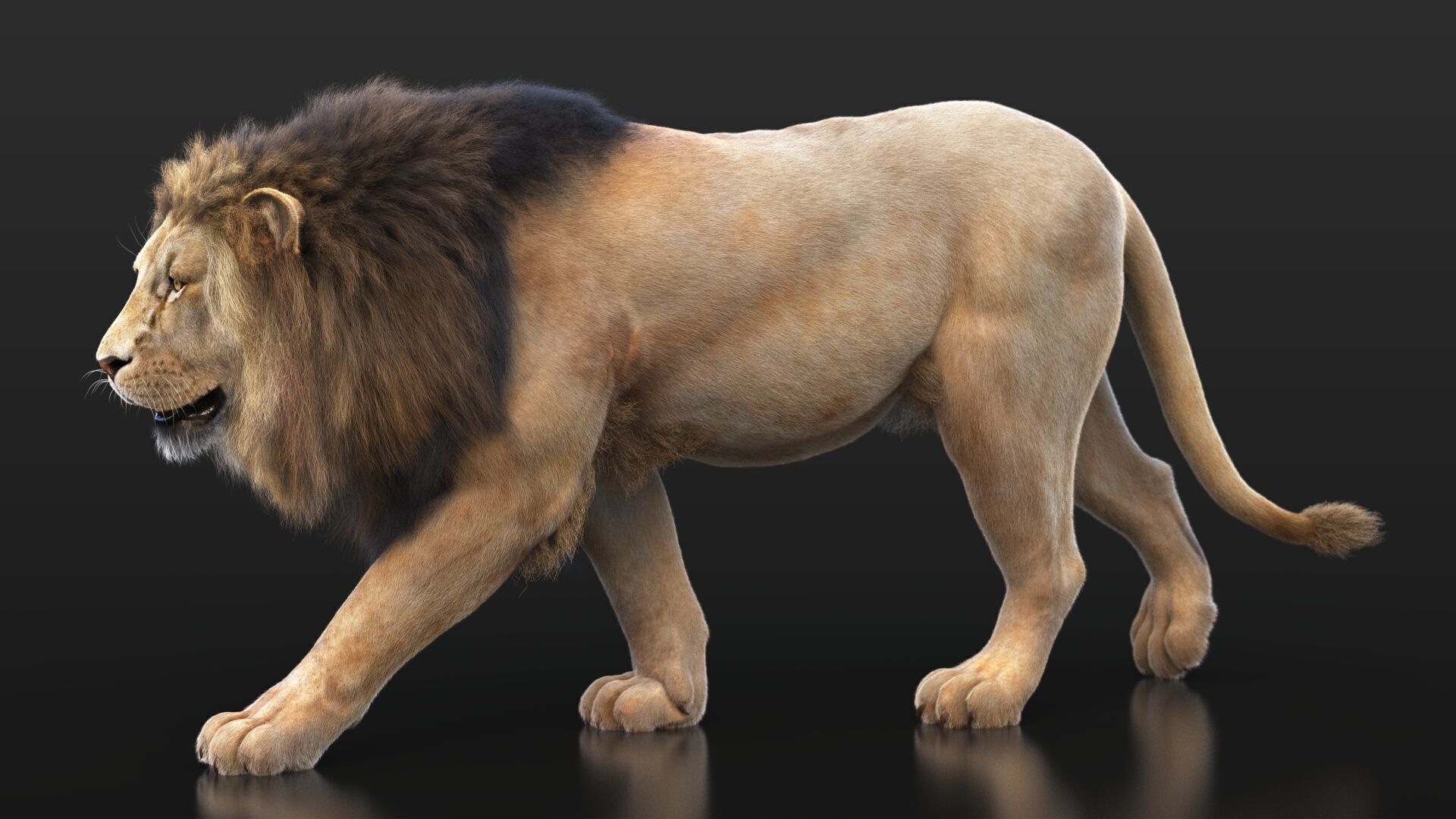 Lion B RIG XGEN CORE 3D model_2