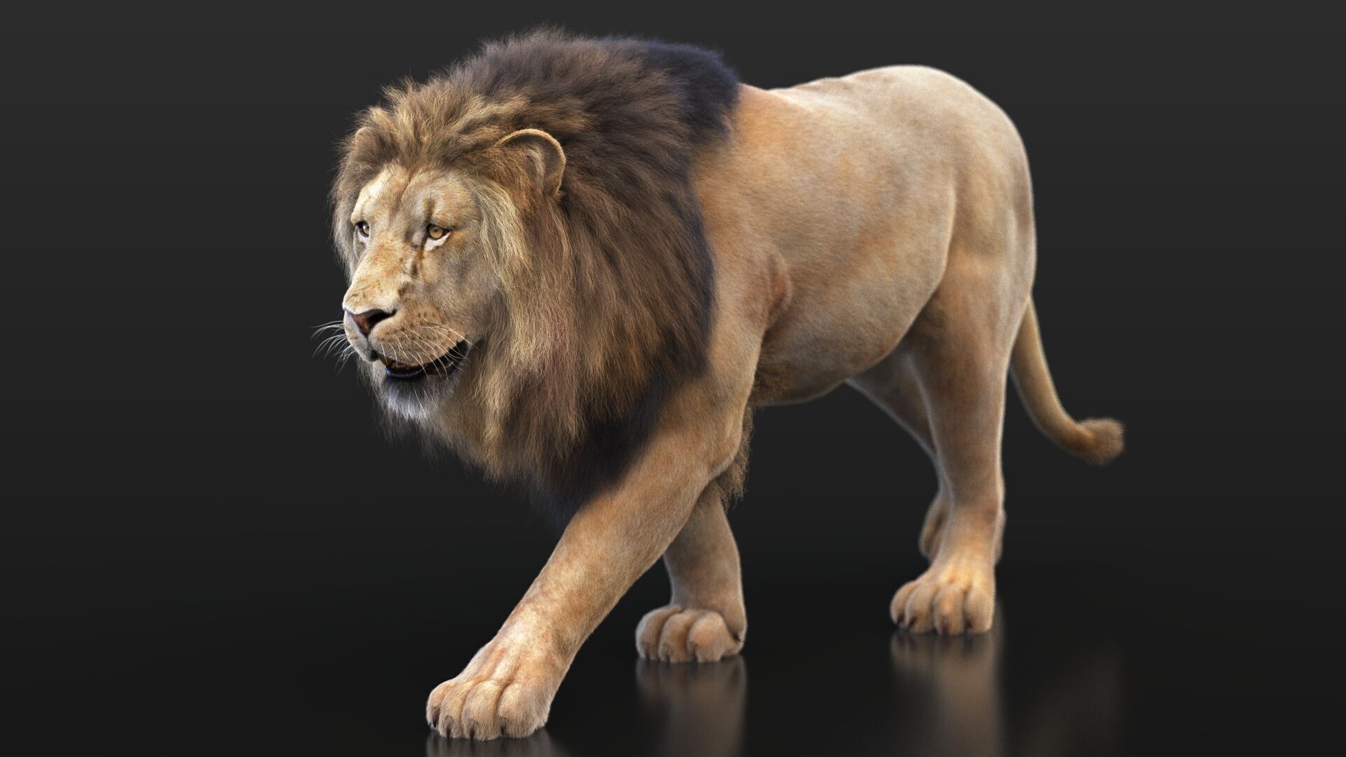 Lion B RIG XGEN CORE 3D model_8