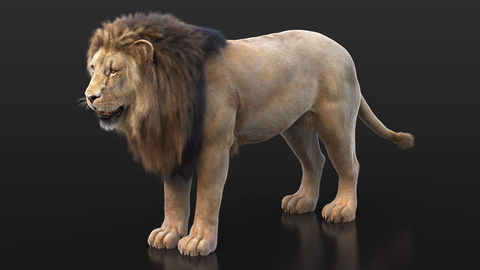 Lion B RIG XGEN CORE 3D model_9