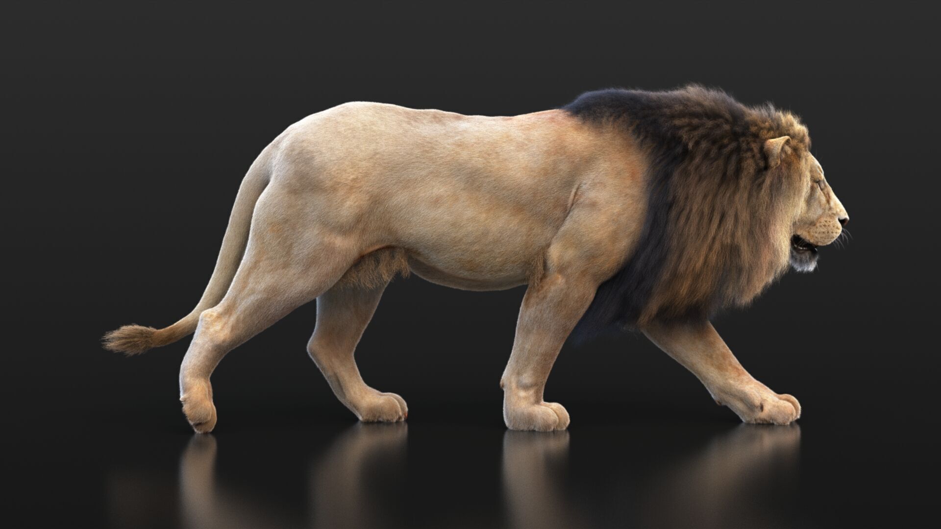 Lion B RIG XGEN CORE 3D model_13
