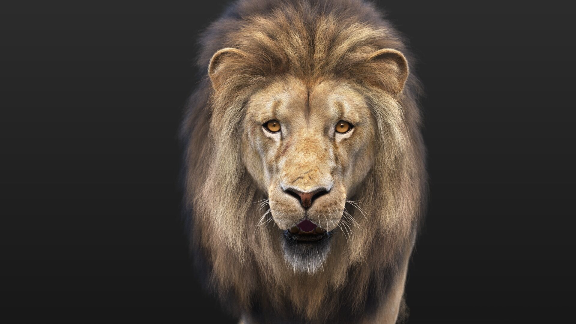 Lion B RIG XGEN CORE 3D model_4