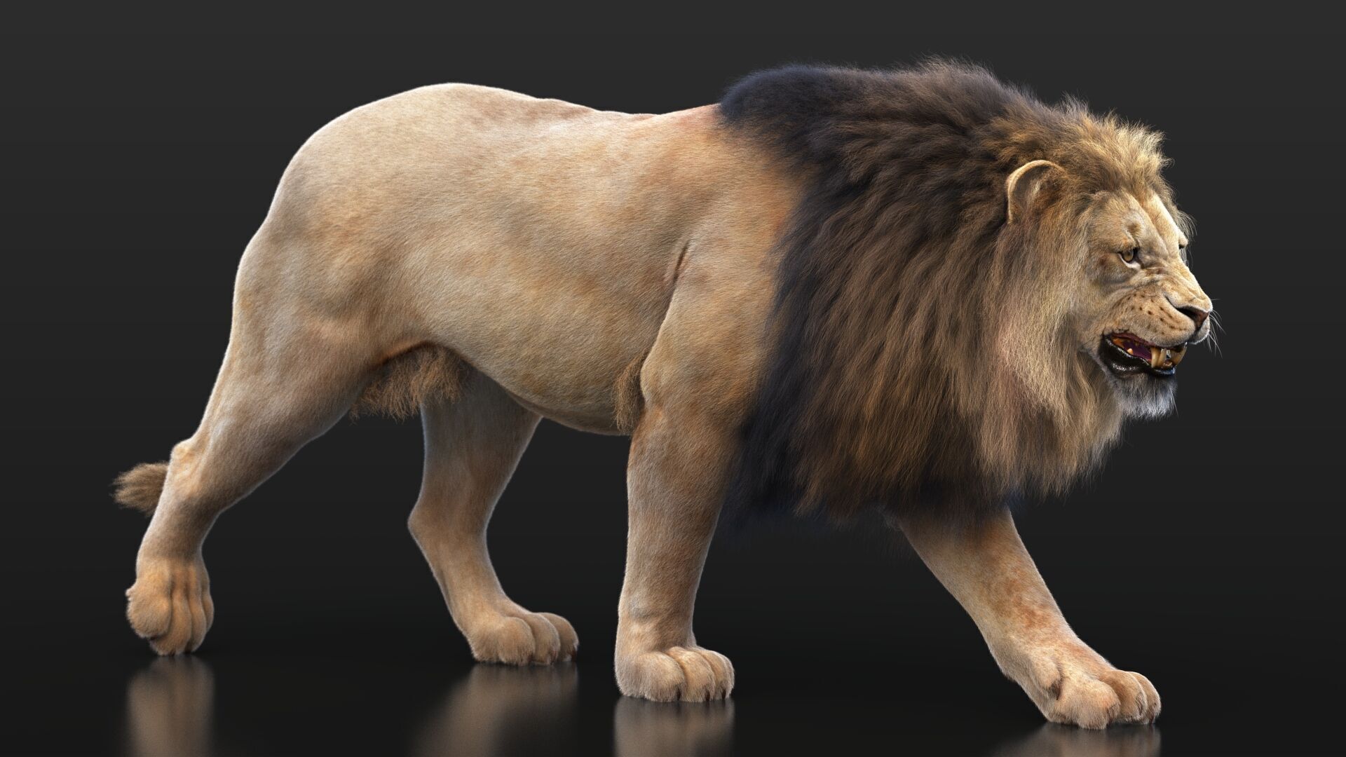 Lion B RIG XGEN CORE 3D model_11