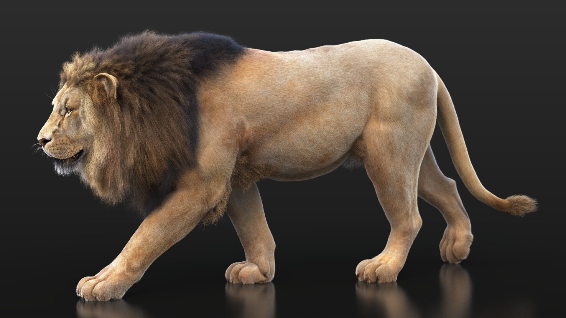Lion B RIG XGEN CORE 3D model_1
