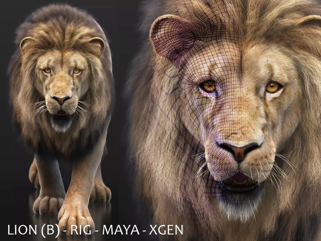 Lion B RIG XGEN CORE 3D model_0