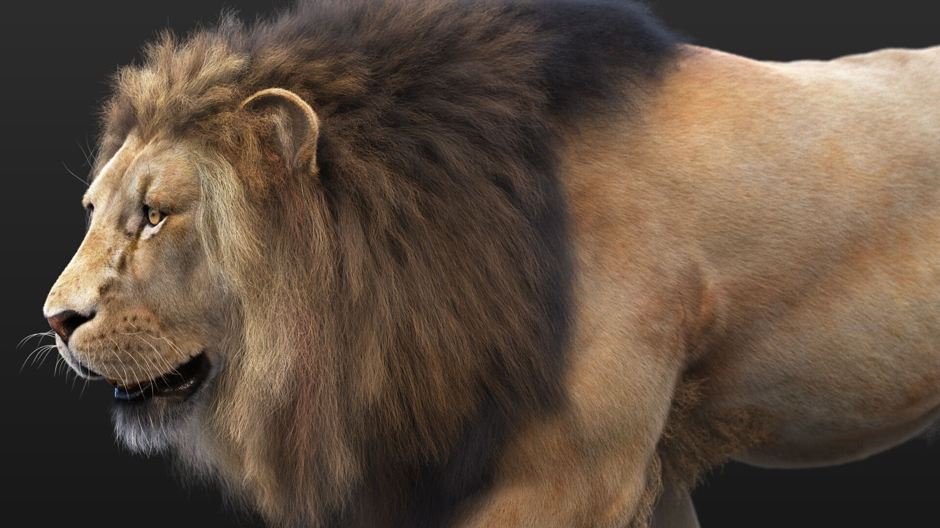 Lion B RIG XGEN CORE 3D model_6