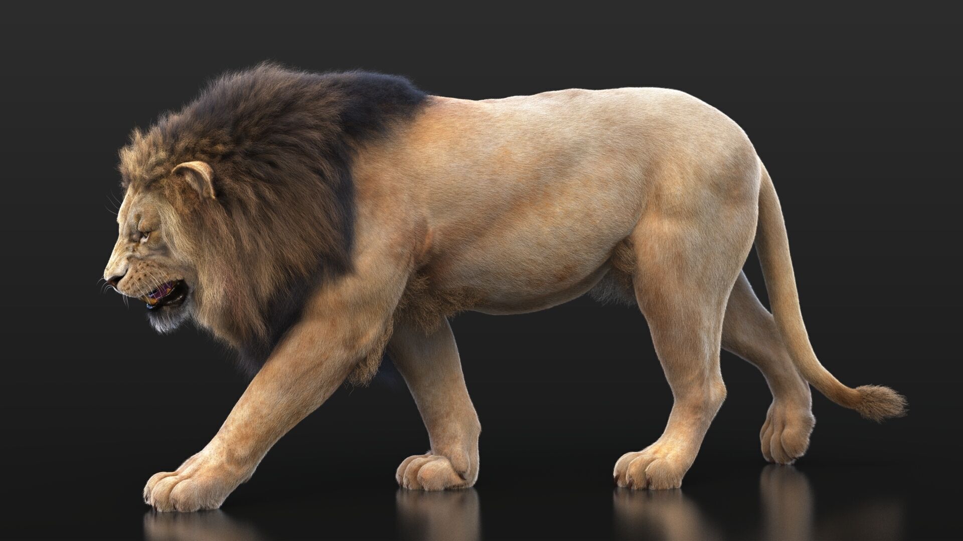 Lion B RIG XGEN CORE 3D model_10