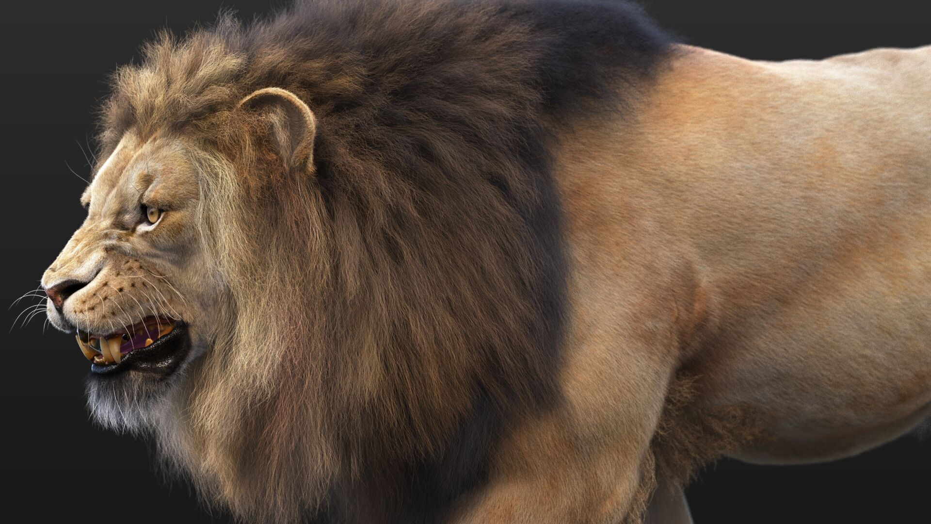 Lion B RIG XGEN CORE 3D model_7