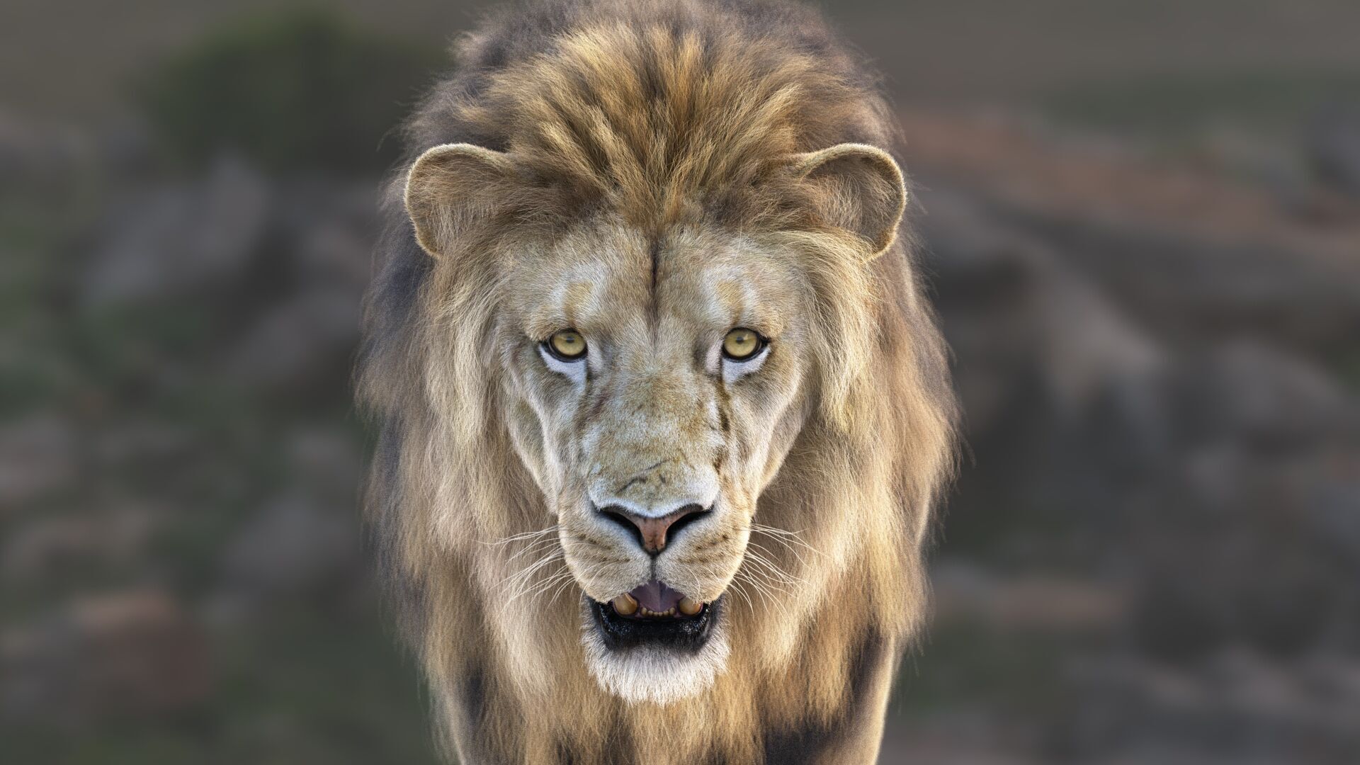 Lion A RIG XGEN CORE 3D model_5