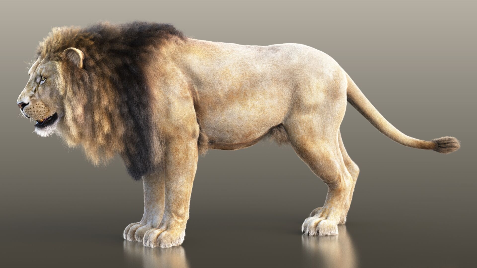 Lion A RIG XGEN CORE 3D model_9