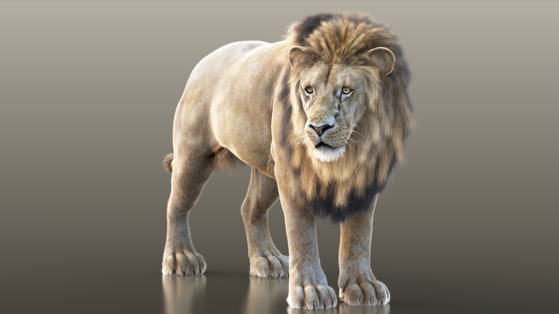 Lion A RIG XGEN CORE 3D model_3
