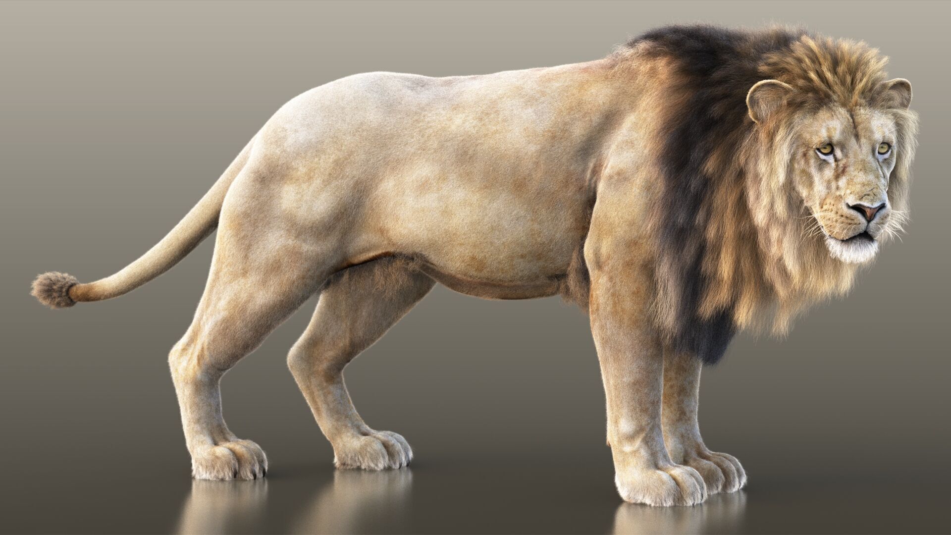 Lion A RIG XGEN CORE 3D model_2