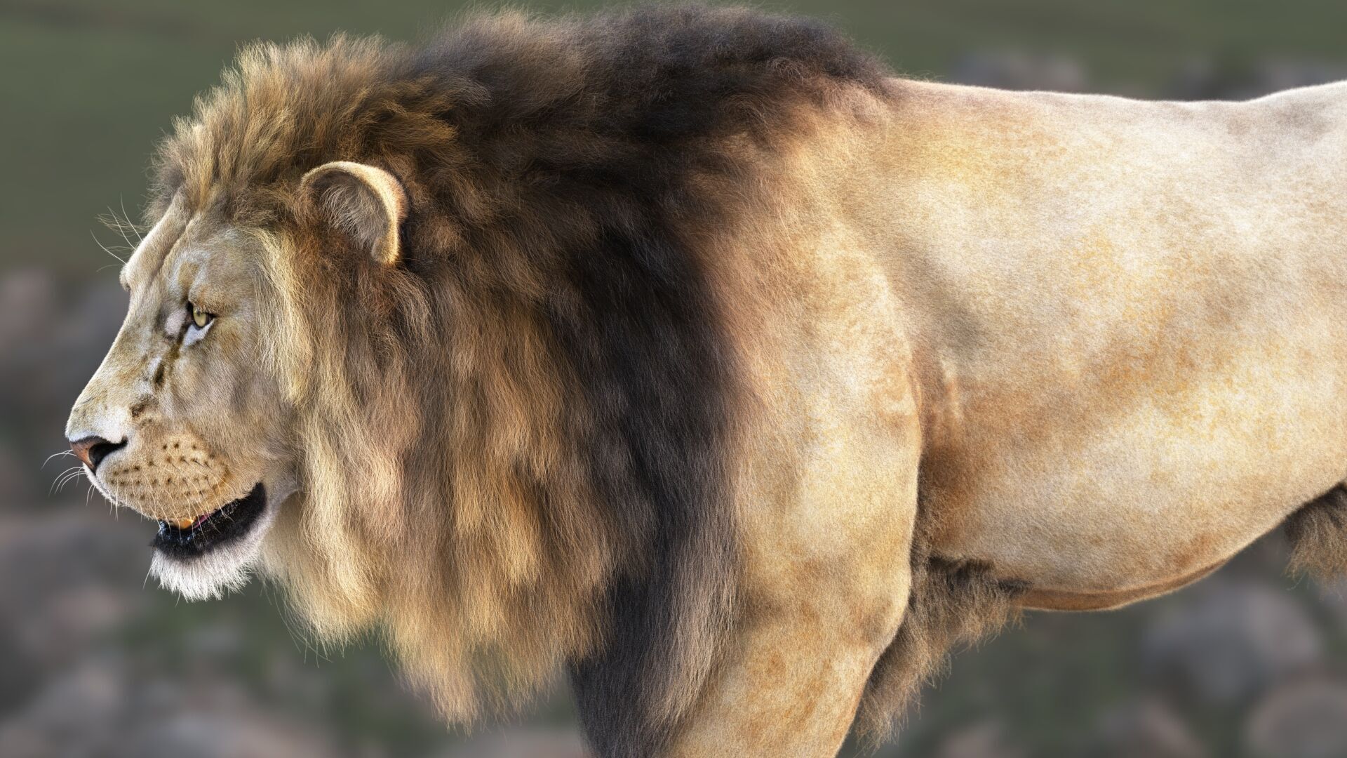 Lion A RIG XGEN CORE 3D model_1