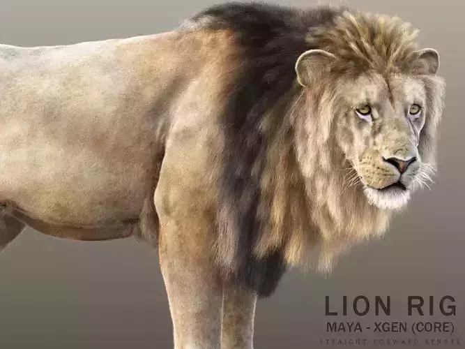Lion A RIG XGEN CORE 3D model