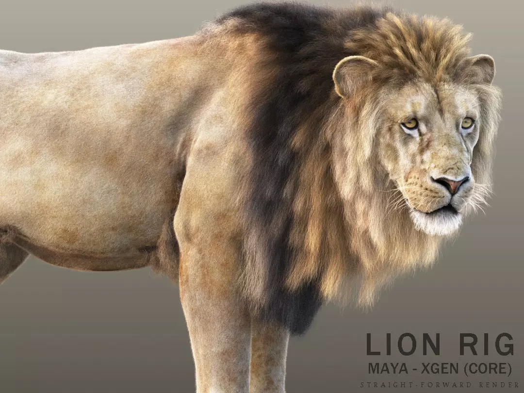 Lion A RIG XGEN CORE 3D model_0