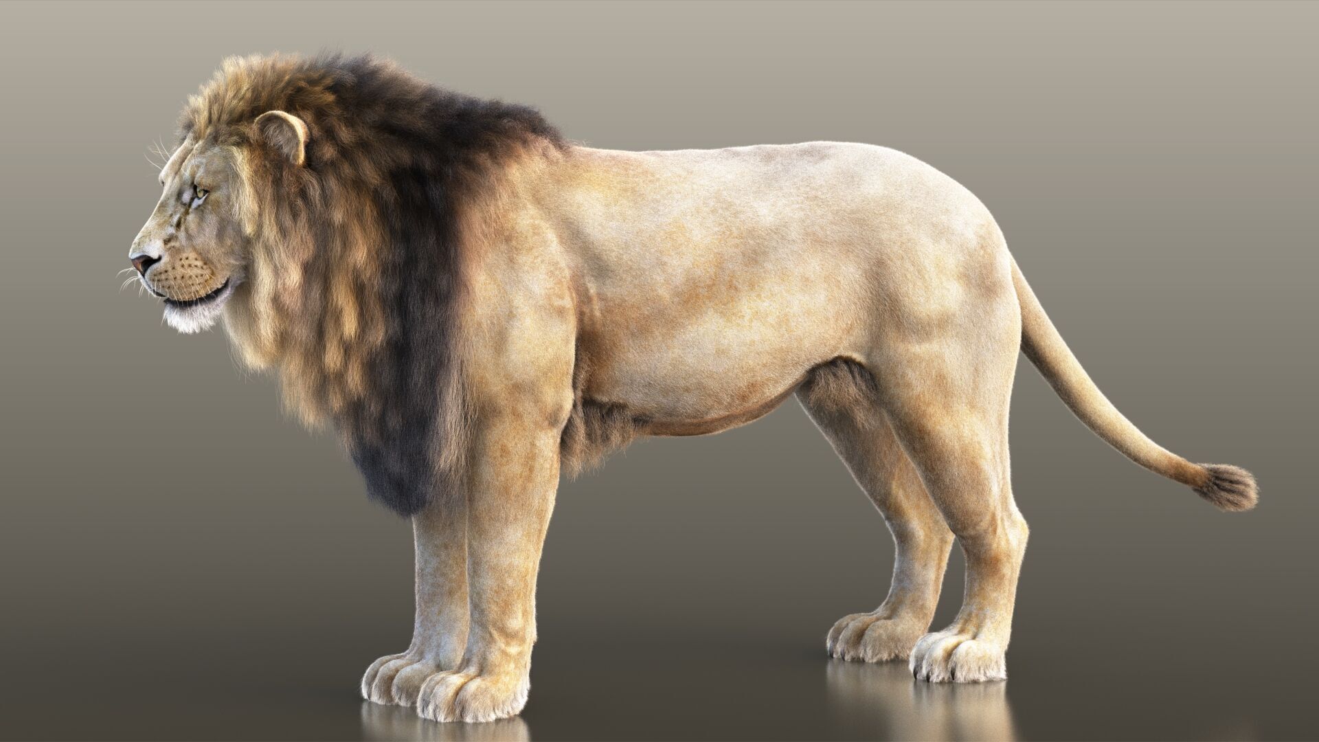 Lion A RIG XGEN CORE 3D model_10