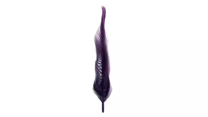 Feather  Free 3D model