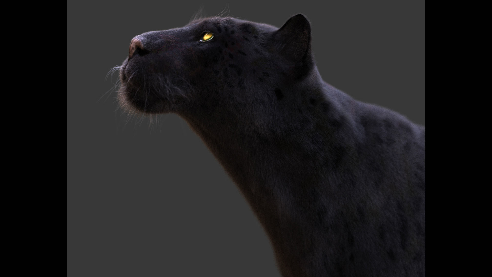 Black Jaguar ANIMATED Xgen core 3D model_8