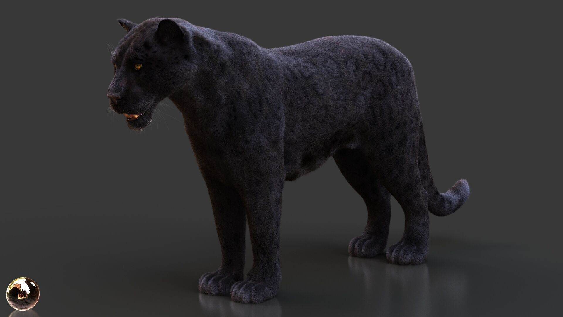 Black Jaguar ANIMATED Xgen core 3D model_4