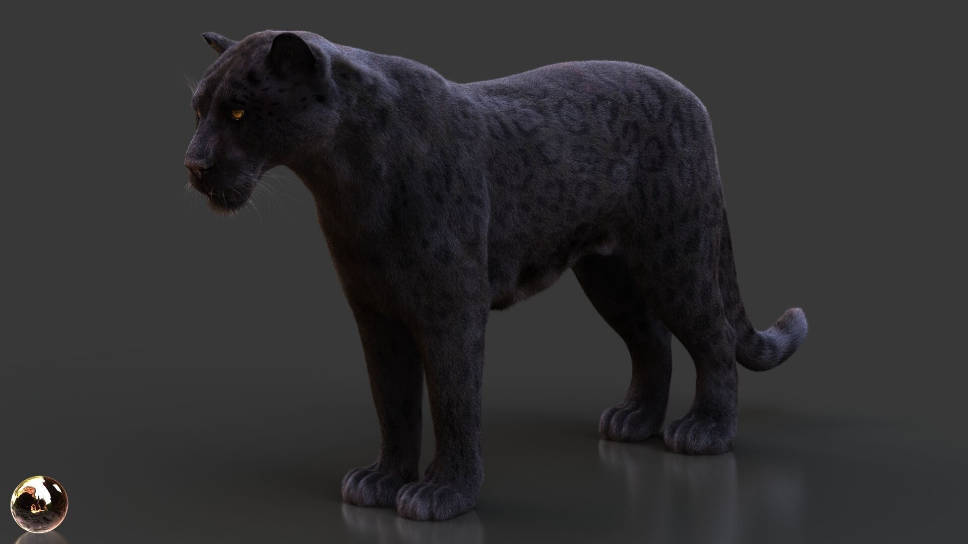 Black Jaguar ANIMATED Xgen core 3D model_1