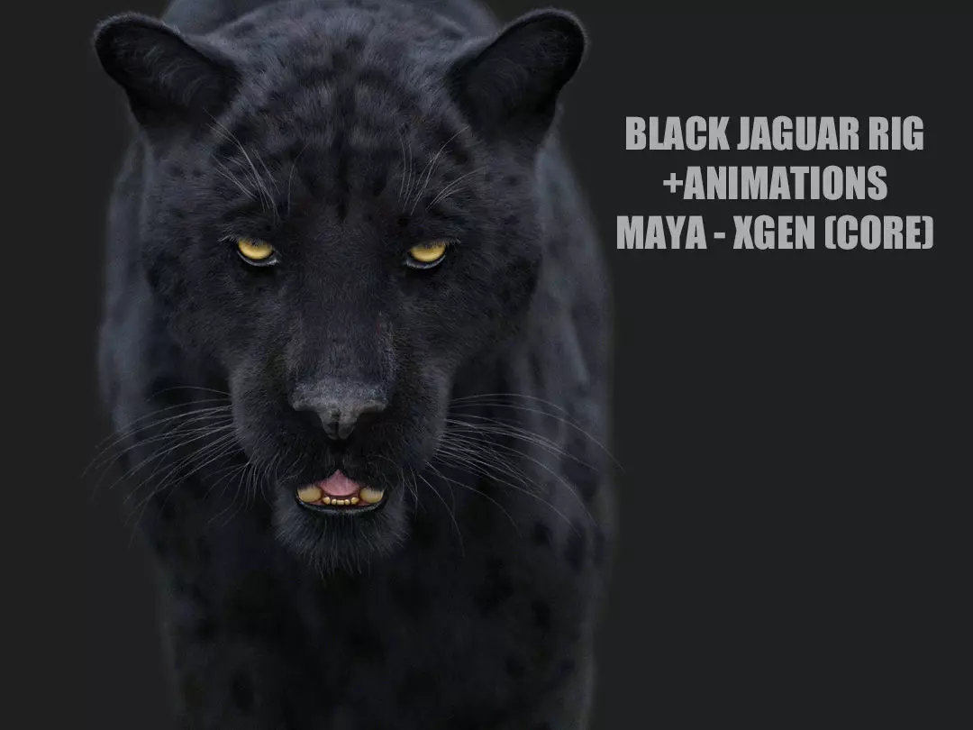 Black Jaguar ANIMATED Xgen core 3D model_0