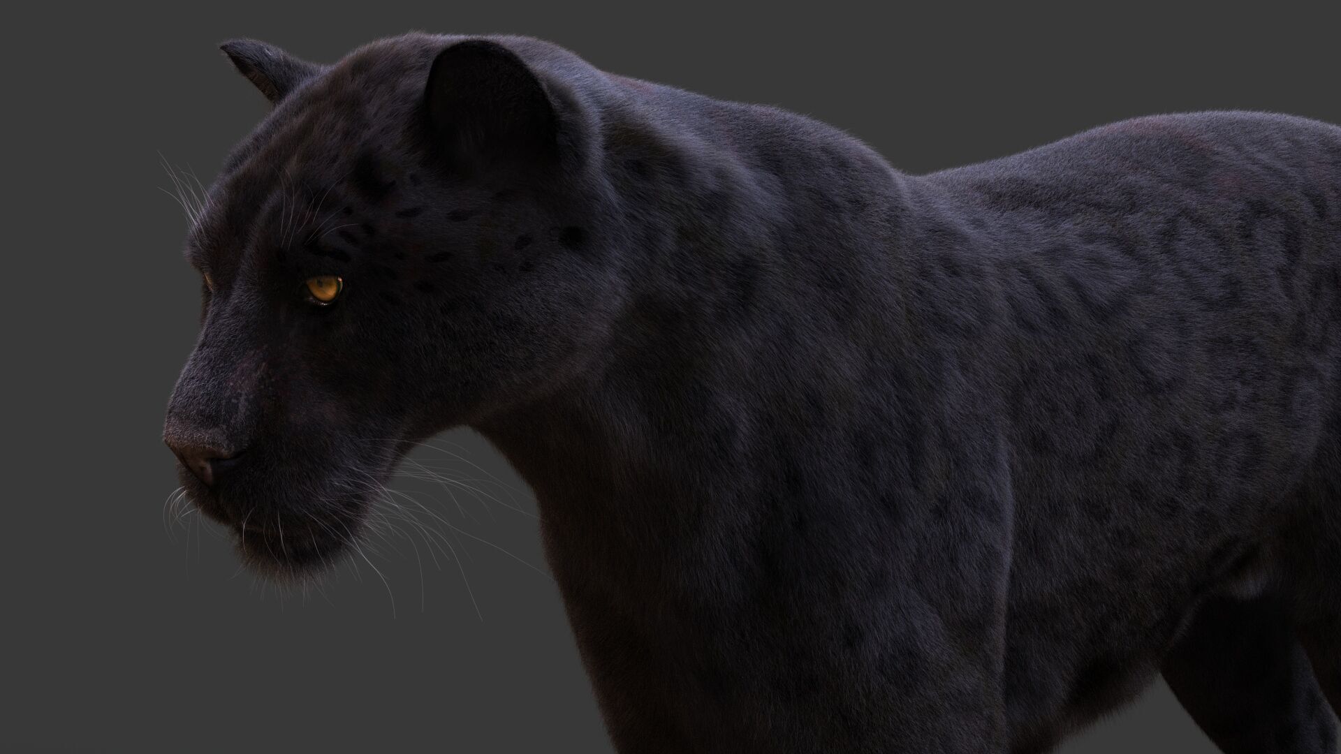 Black Jaguar ANIMATED Xgen core 3D model_5