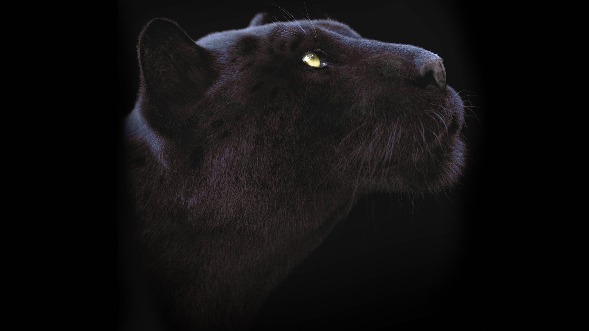 Black Jaguar ANIMATED Xgen core 3D model_7