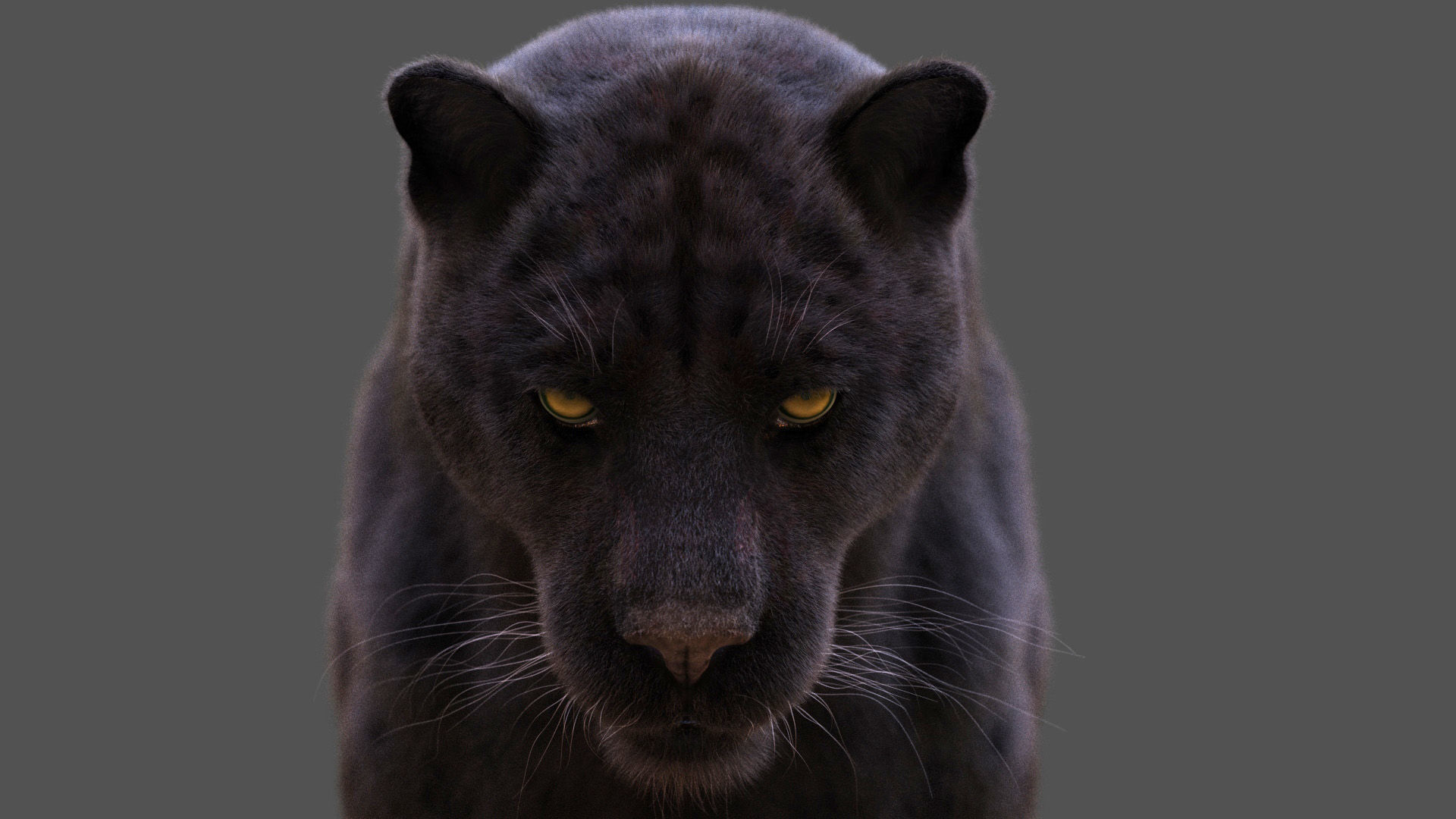 Black Jaguar ANIMATED Xgen core 3D model_9